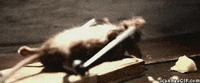 Profile Banner