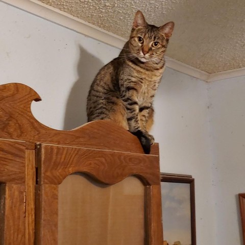 A brown tabby with yellow eyes looks down on everyone from the top of a china cabinet.