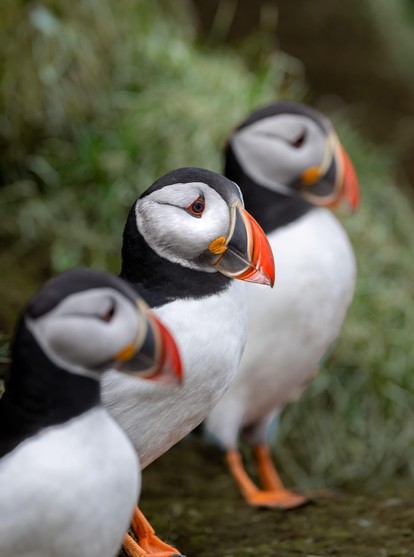 A photo of three puffins.