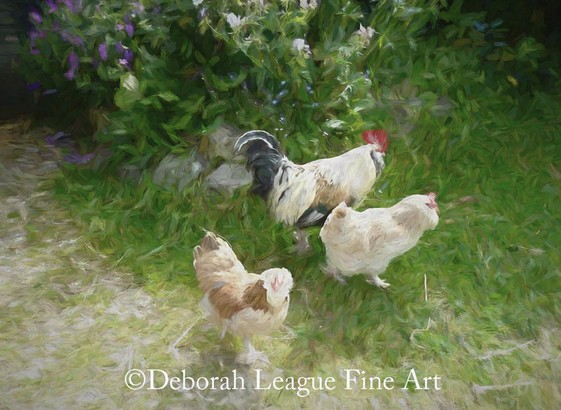 Two Hens And A Rooster walk in the pretty English countryside. I saw these chickens on a visit to the beautiful Cotswolds.